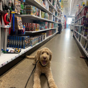 4 Week Extended Obedience Board and Train Program